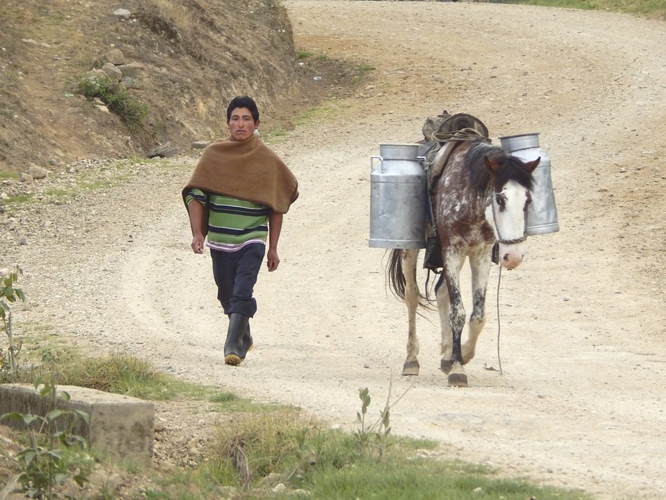 Transporte Leche perú