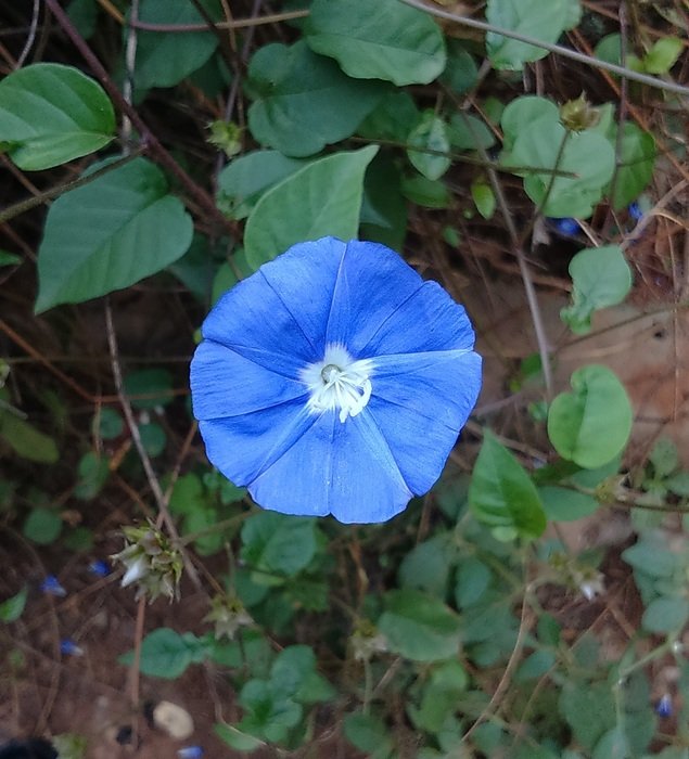 blue flower in the park