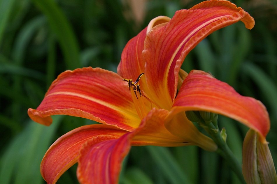 daylily blossom in the summer