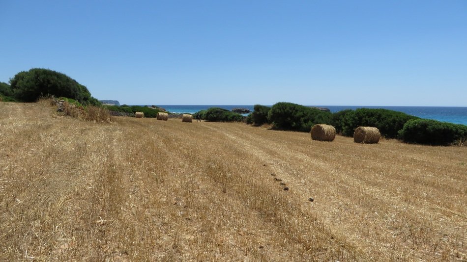 Yellow straw on a beautiful and colorful field in the Balearic Islands