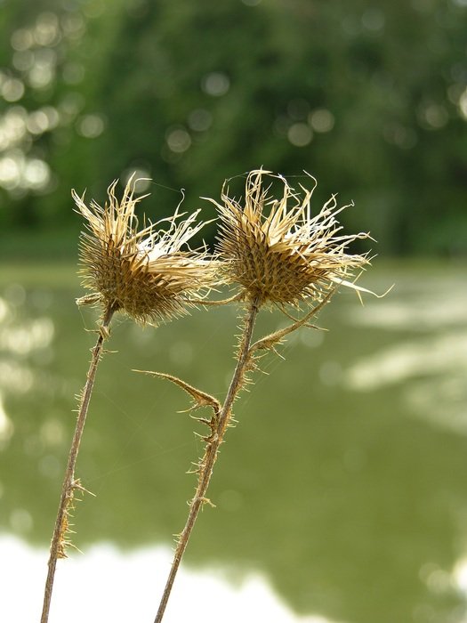 wild thisyle flowers in nature