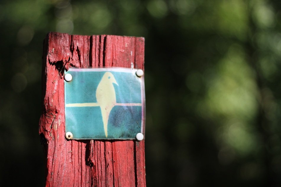 Bird drawing on a dry wood