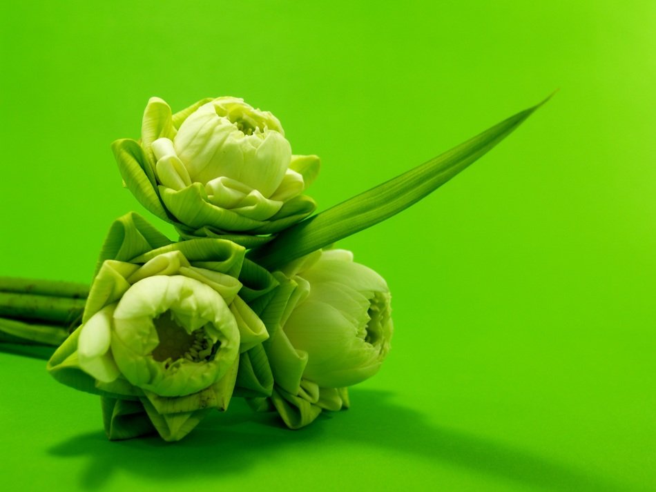 bouquet of white lotus in a green background