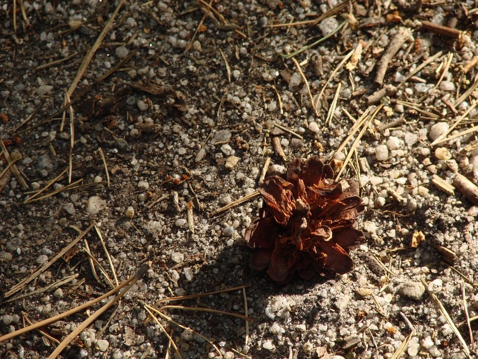 lump and dry needles on the ground