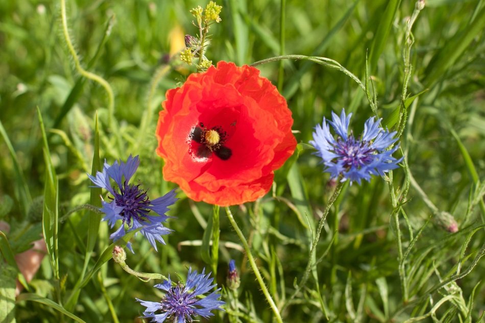 Papaver Rhoeas flowers on a meadow