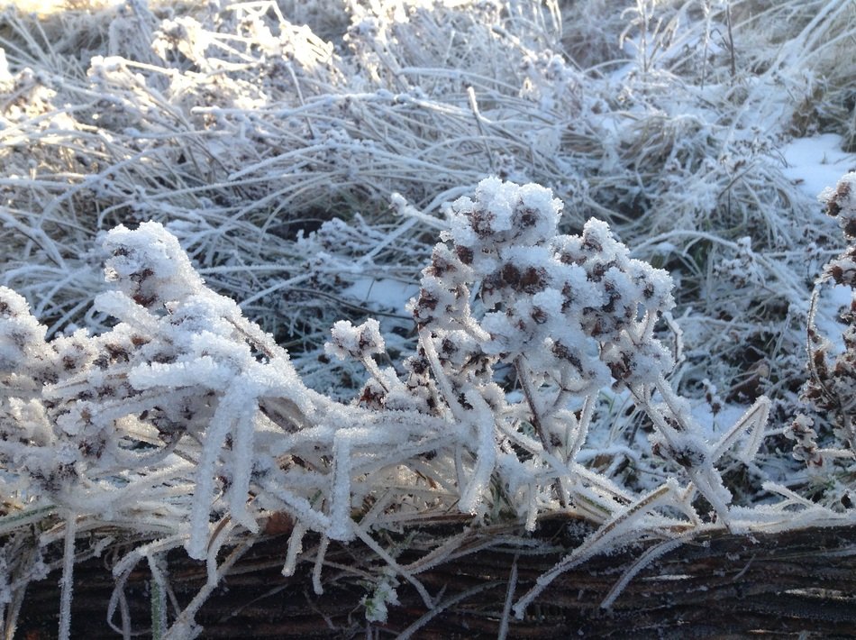 winter snowy grass