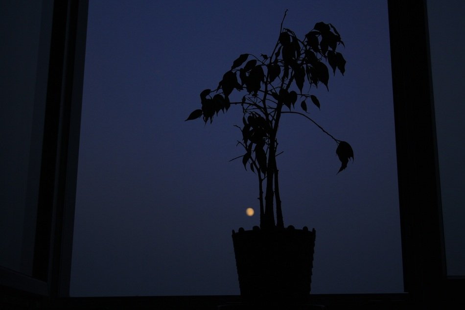 silhouette of a plant in a pot on a window at night