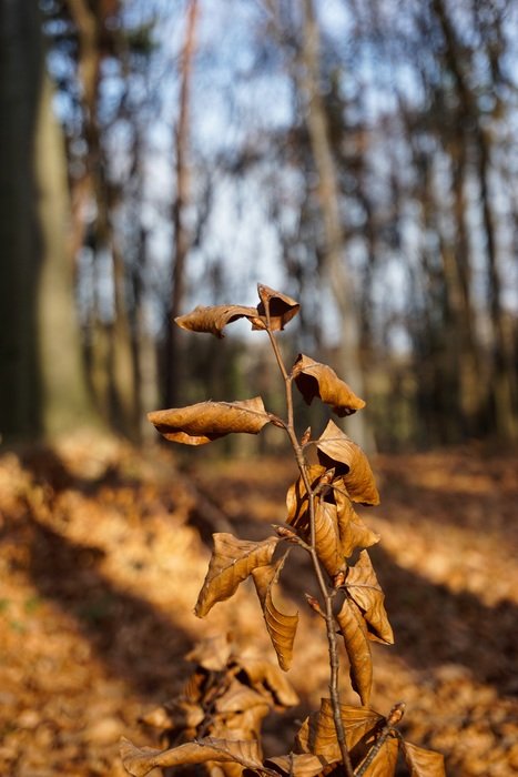 twig in the autumn forest close-up