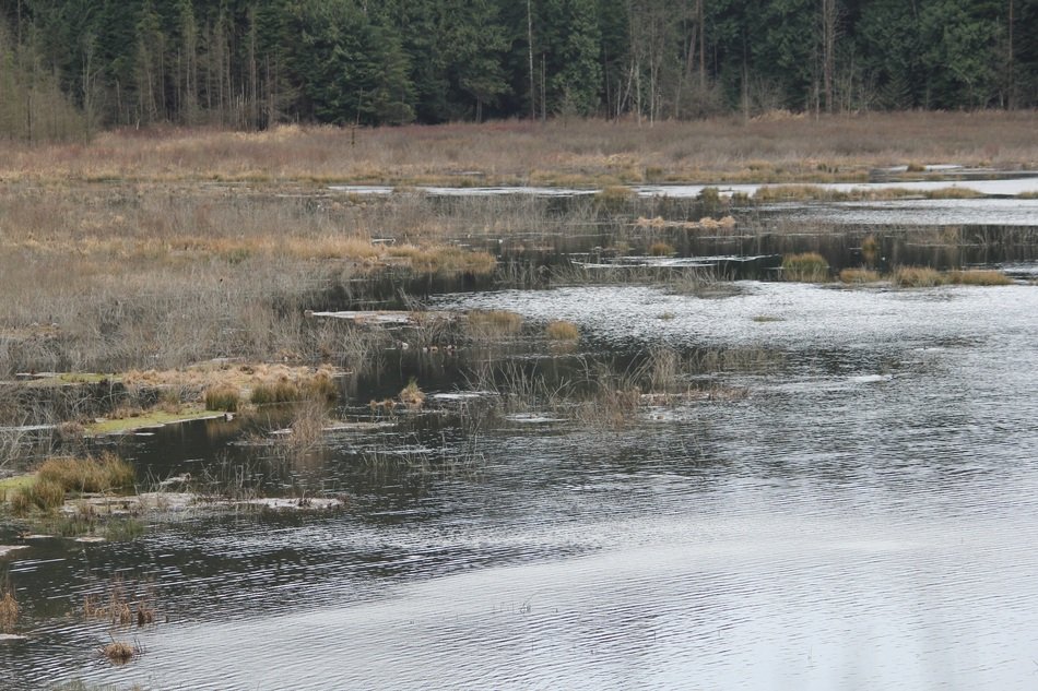lagoon in vancouver
