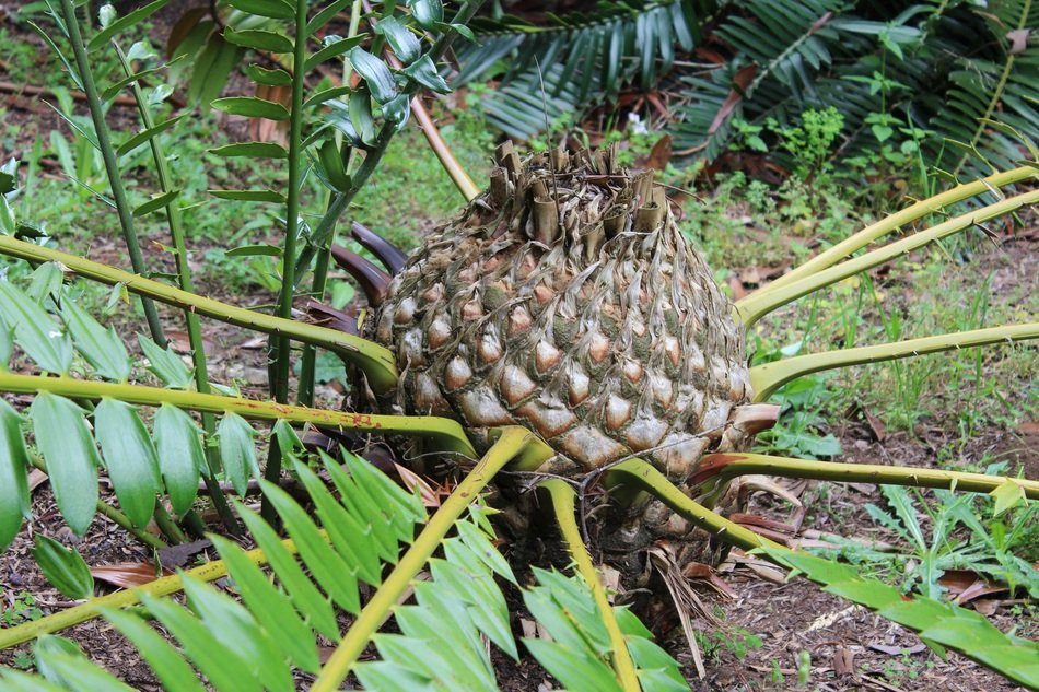 sisadophyte plant with green leaves