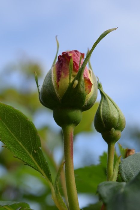 buds of a rose close-up