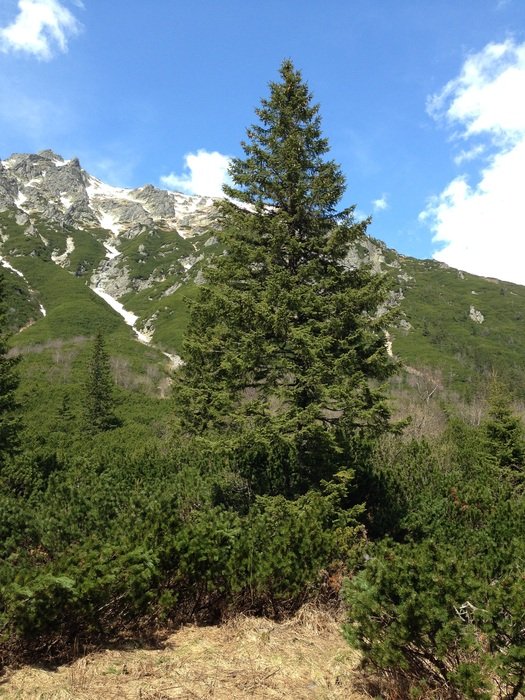 green fir on the mountain