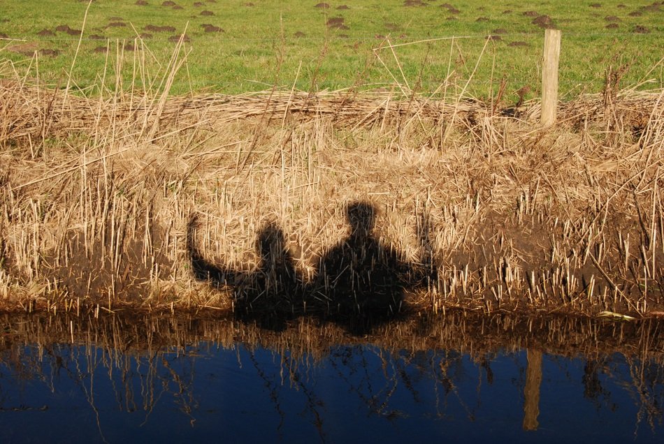 Picture of People Silhouettes on a grass