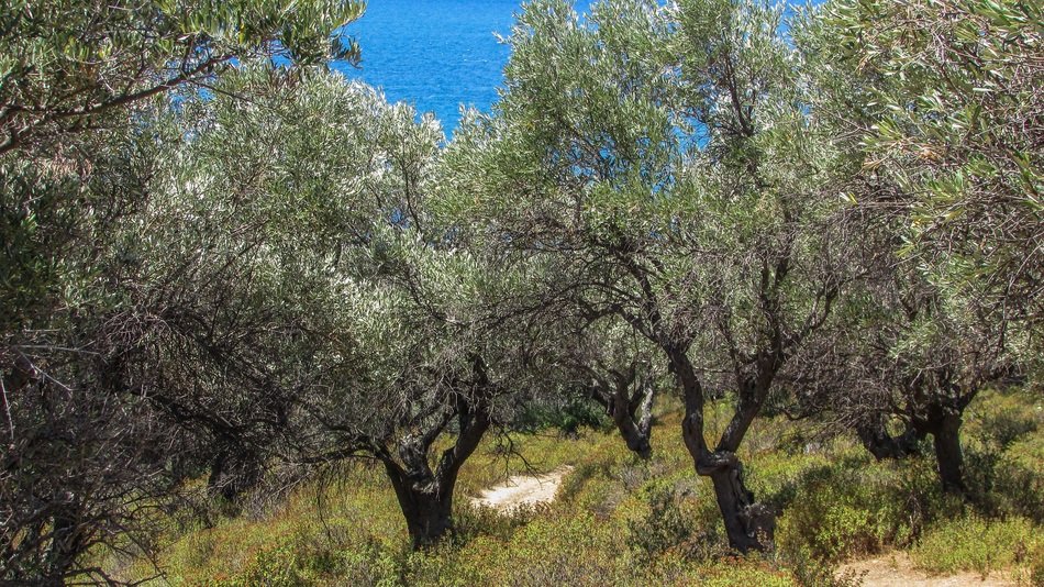 Olive trees in countryside