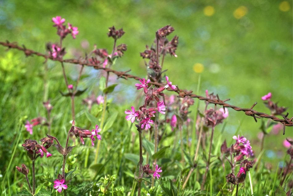 barbed wire among flowers