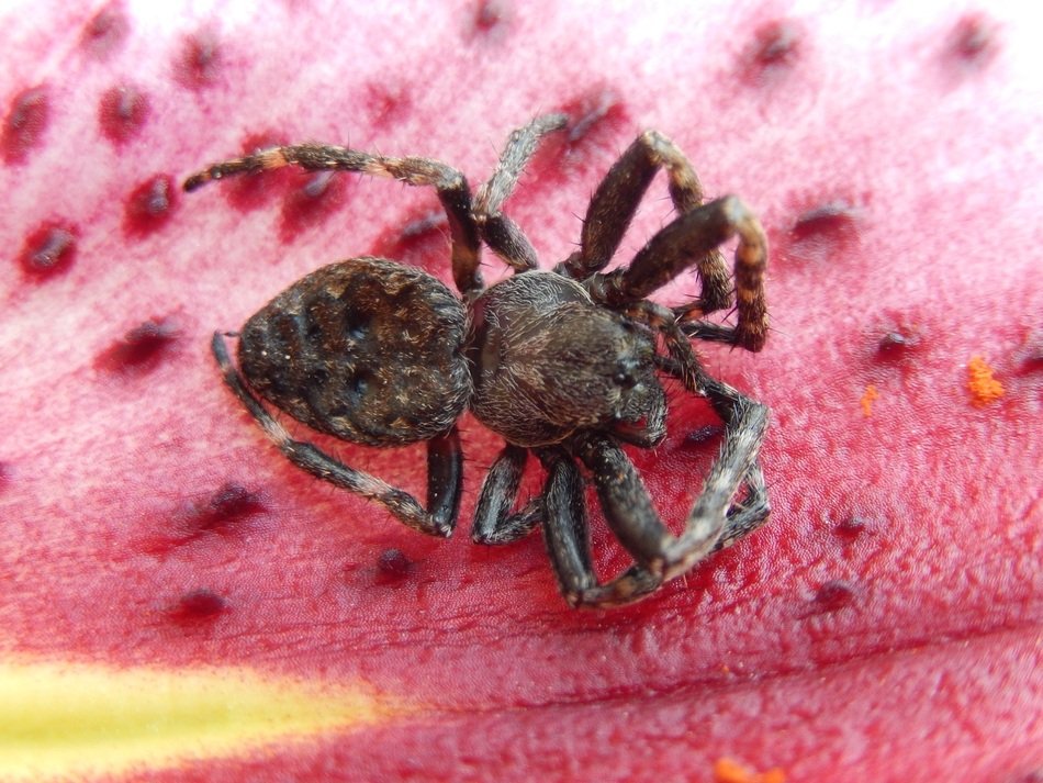 chic Spider Nature