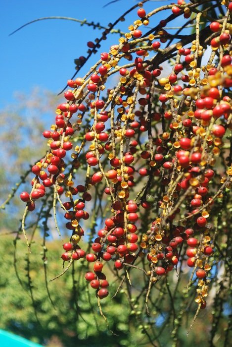 tree with hanging seeds in a botanical garden in Mauritius