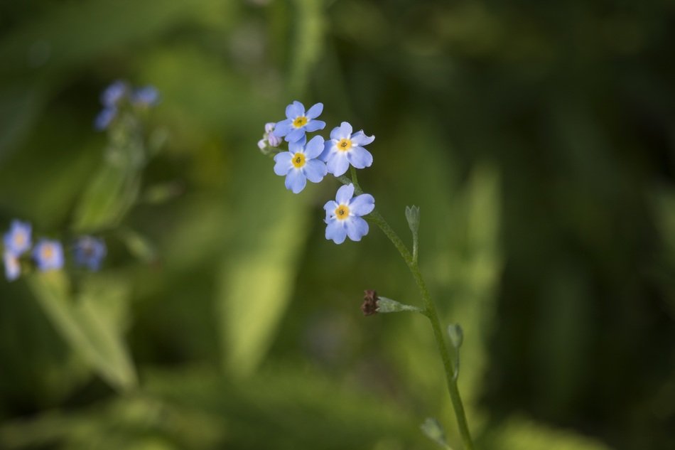 small blue flowers in the thicket