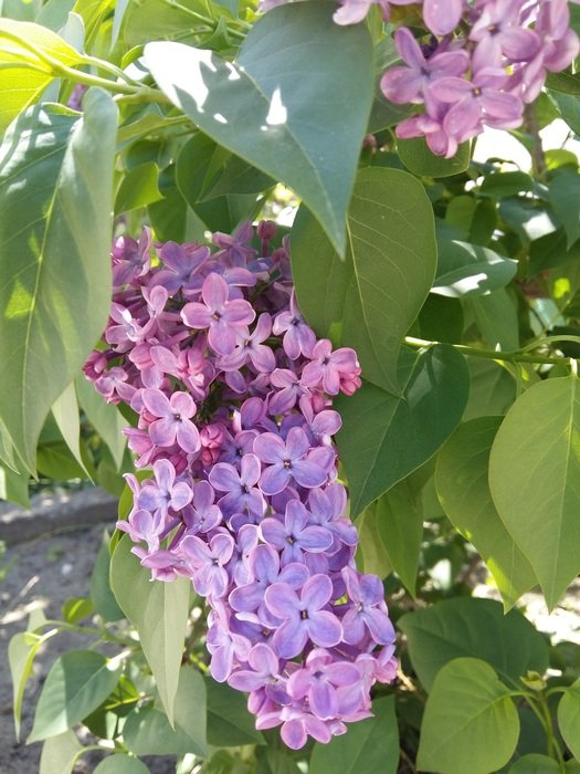 Spring Lilac Flowers Garden