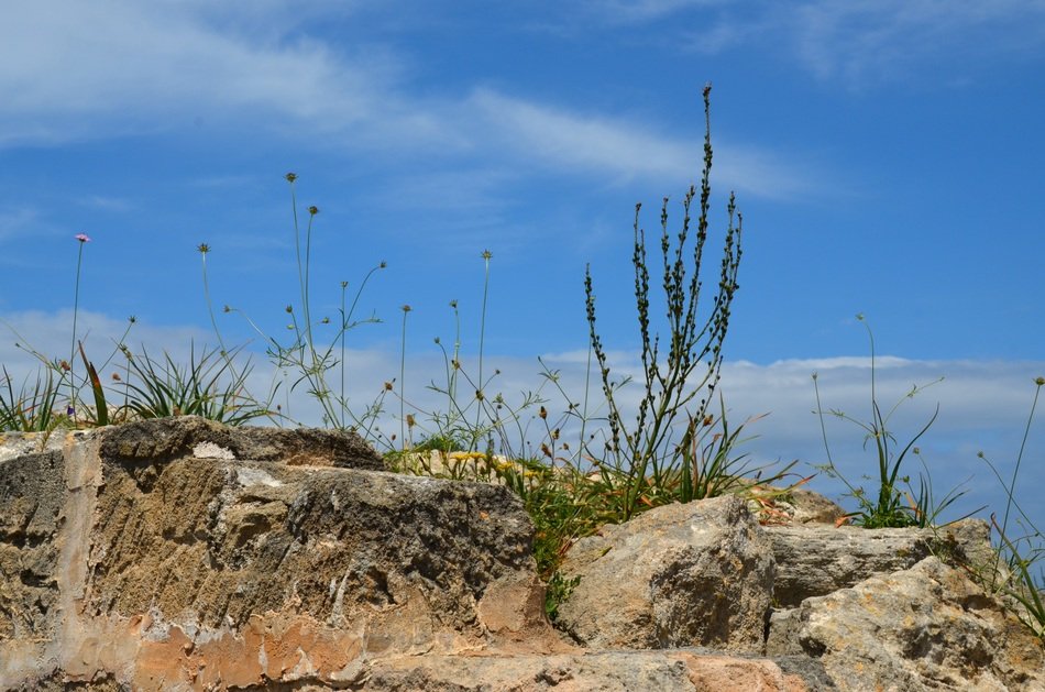 mountain plants on the surface of stones
