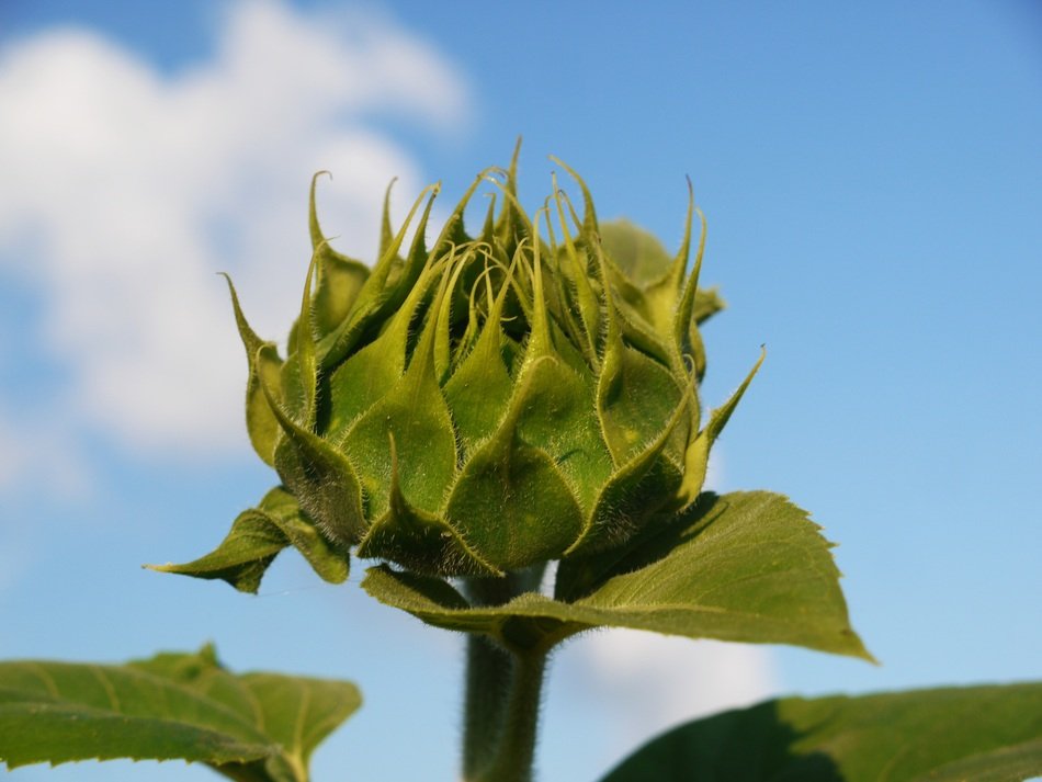 closed flower of a sunflower against the blue sky