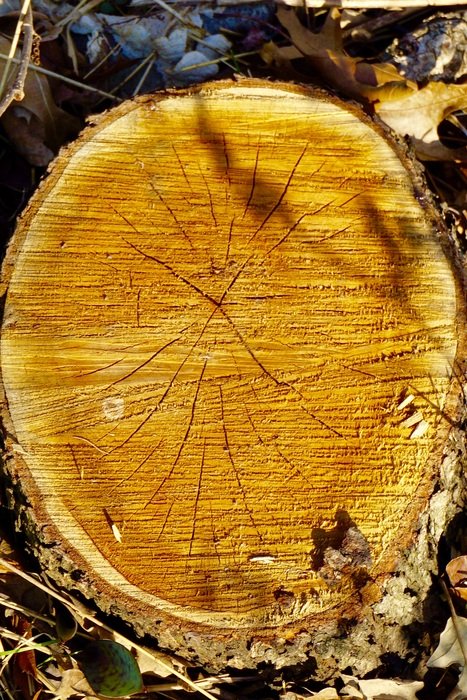 Wood trunk outdoors in the nature