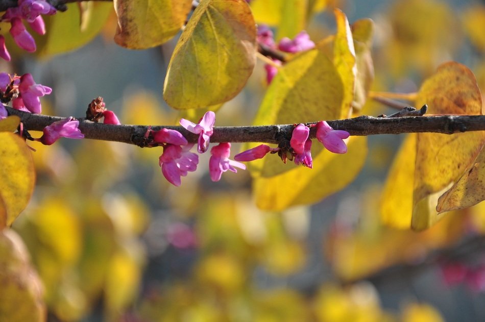 unique Pink Floral