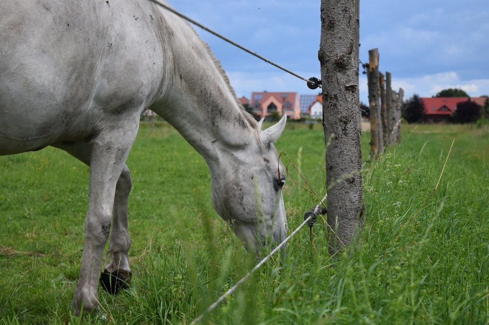 extraordinary Horse pasture