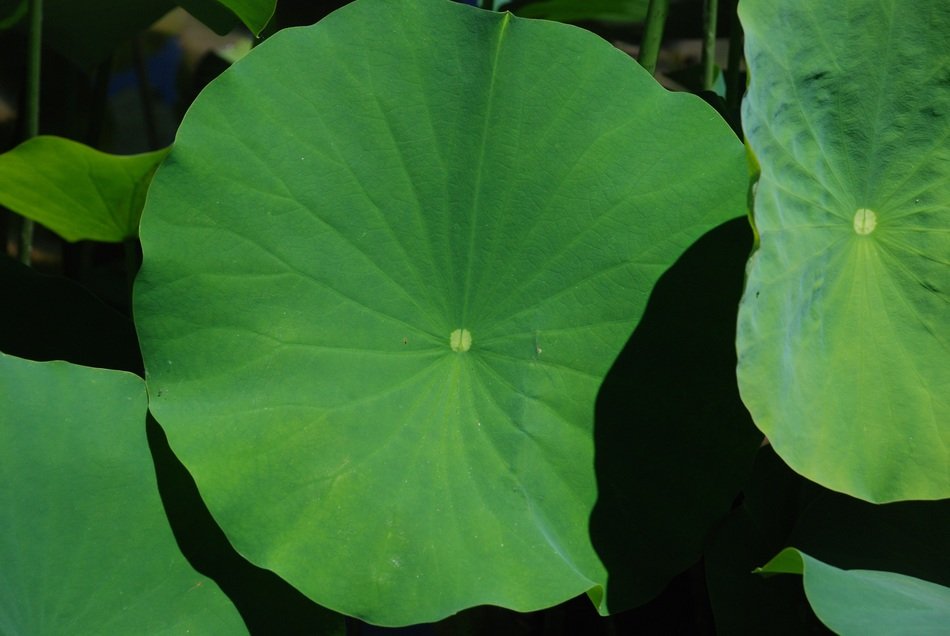 peaceful Lotus Leaf