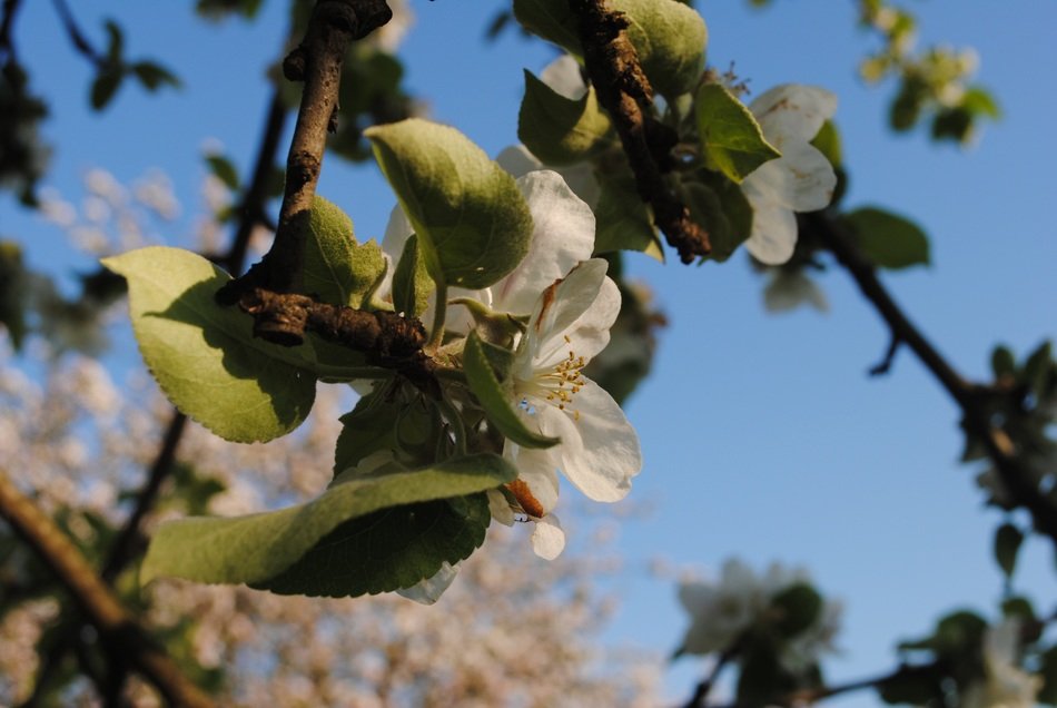 spring on the branches of fruit trees
