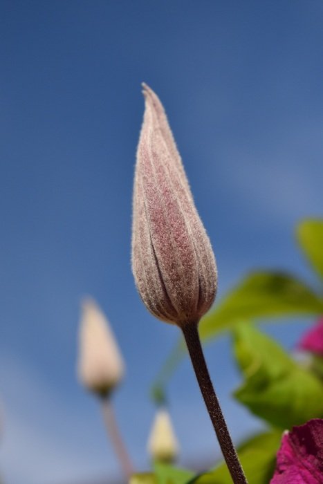 closeup view of beautiful colorful and fragrant Bud