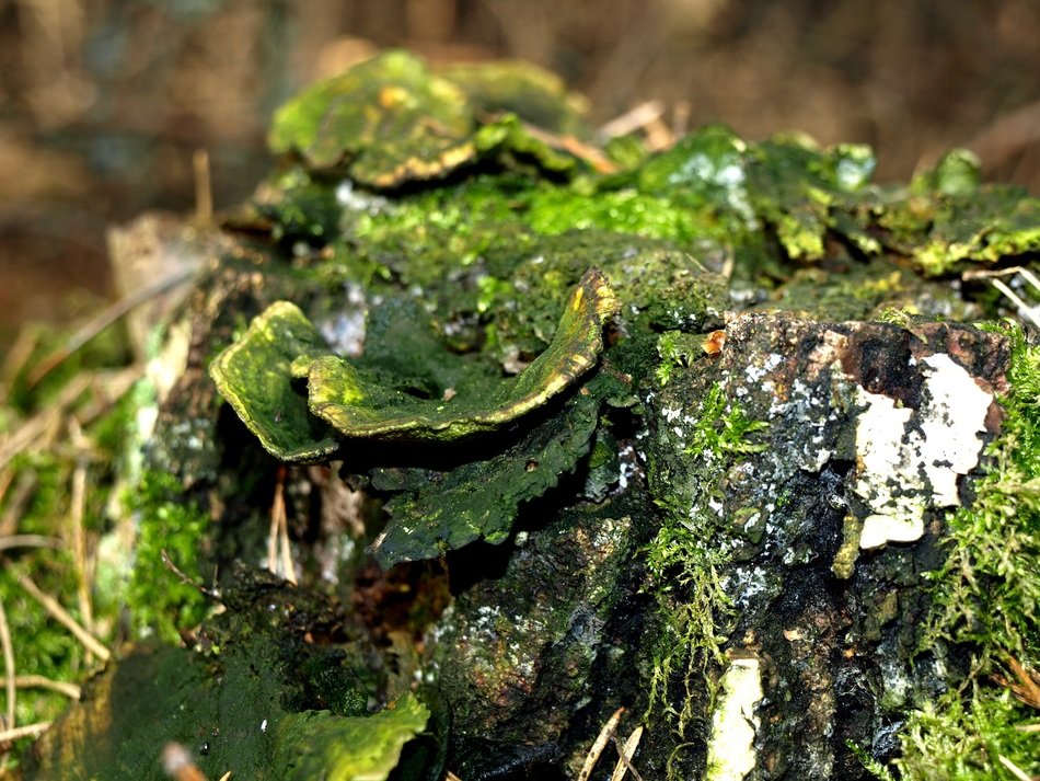 Hub Forest