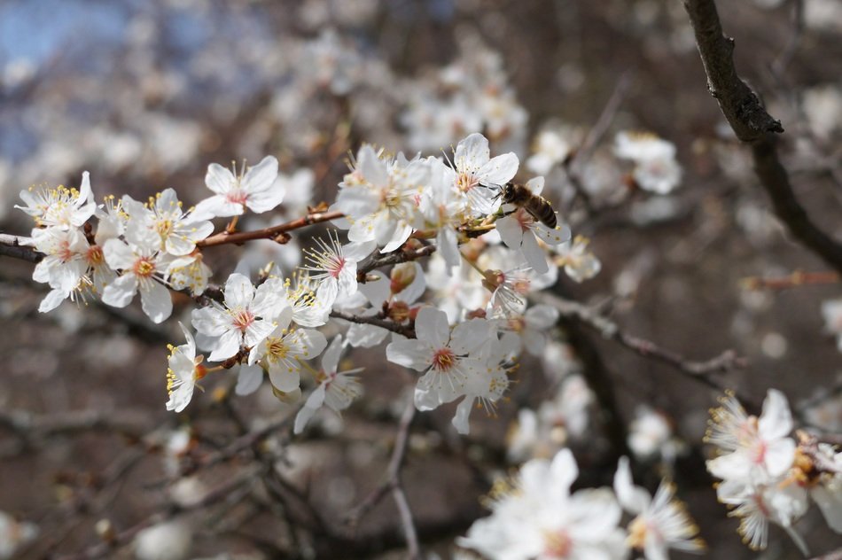 spring in crimea