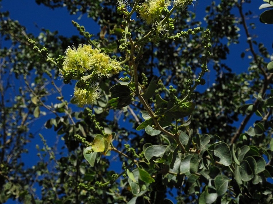 blooming pithecellobium dulce