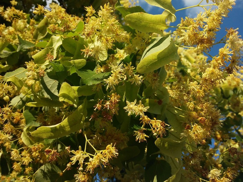 spring flowering linden