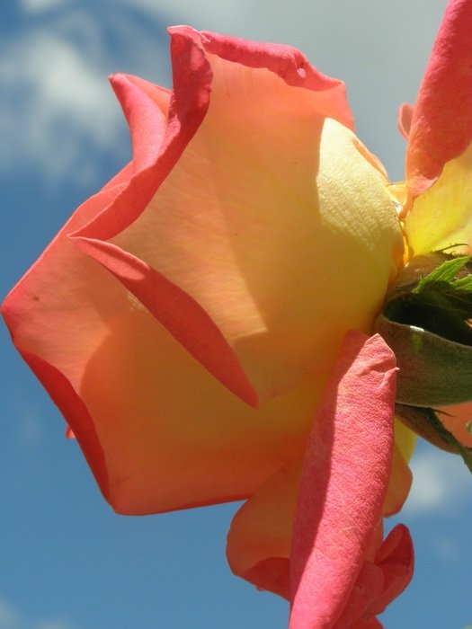 closeup picture of Rose's leaves