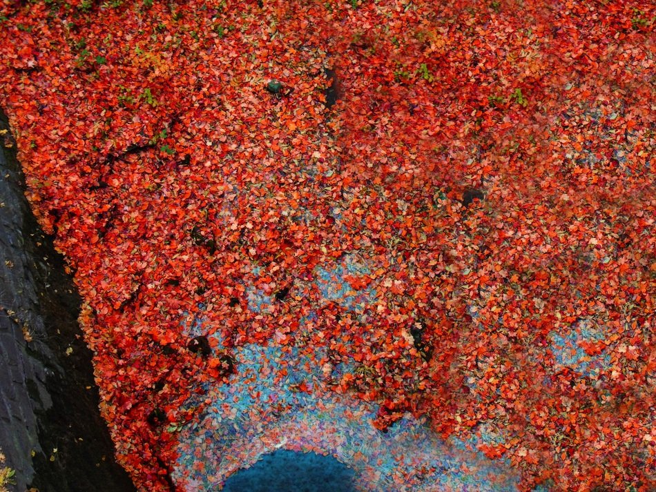 colorful autumn foliage as decoration
