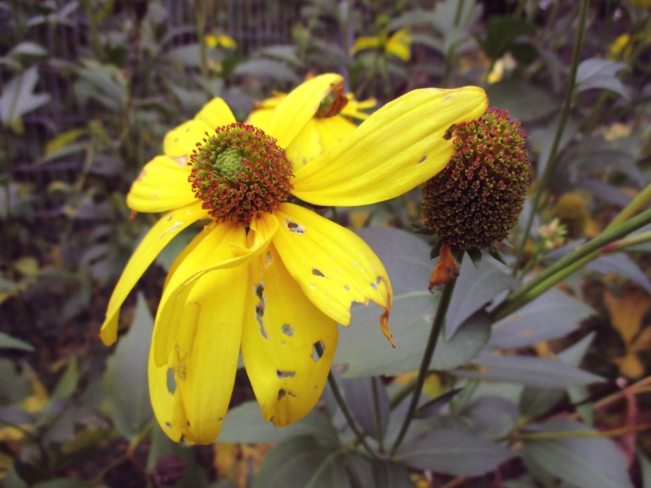 Autumn Sun Flower