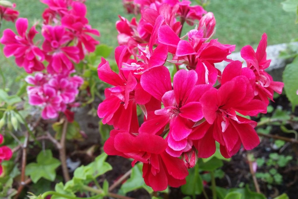 Red flowers in the colorful garden