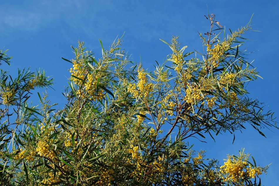 Broom tree branches
