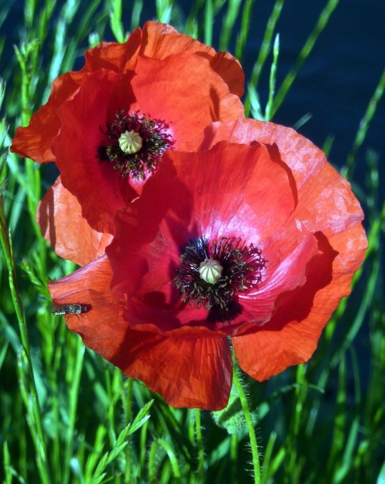 picturesque and pretty red Poppies