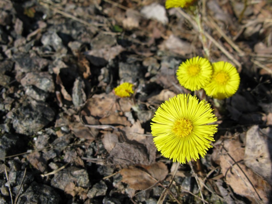 yellow spring flowers