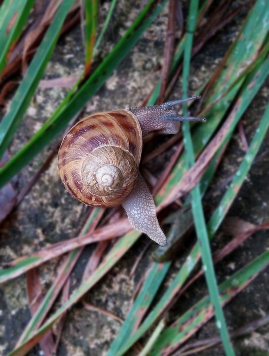 big snail on blades of grass close up