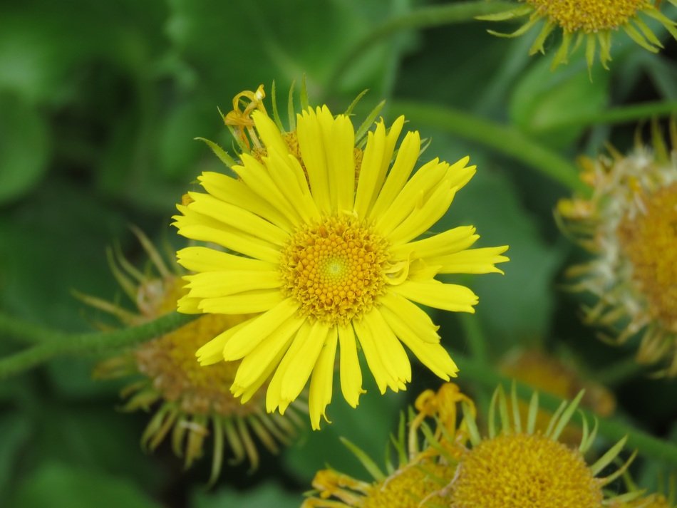 wild yellow blossom