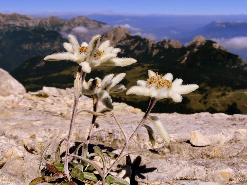 Edelweiss flowering in the mountains