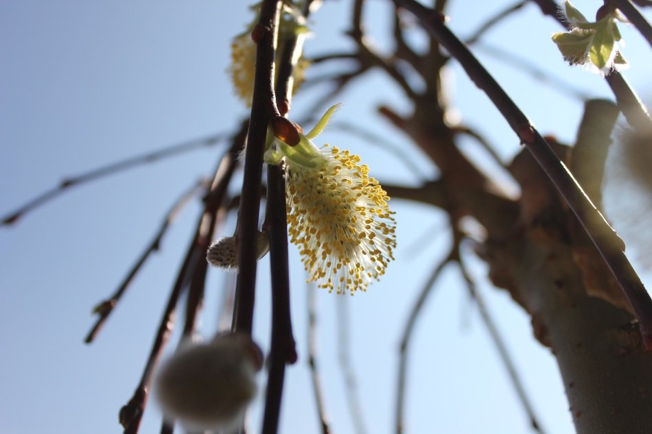 Closeup Picture of Flowers on a brach
