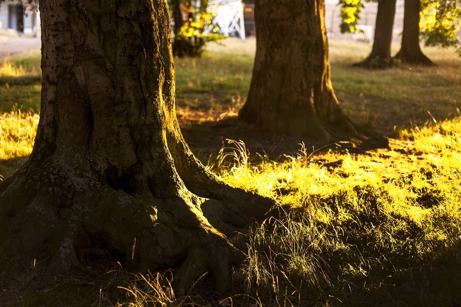 root network of trees in the park