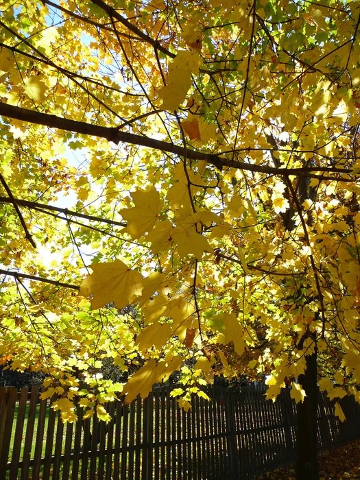 Autumn yellow Leaf tree