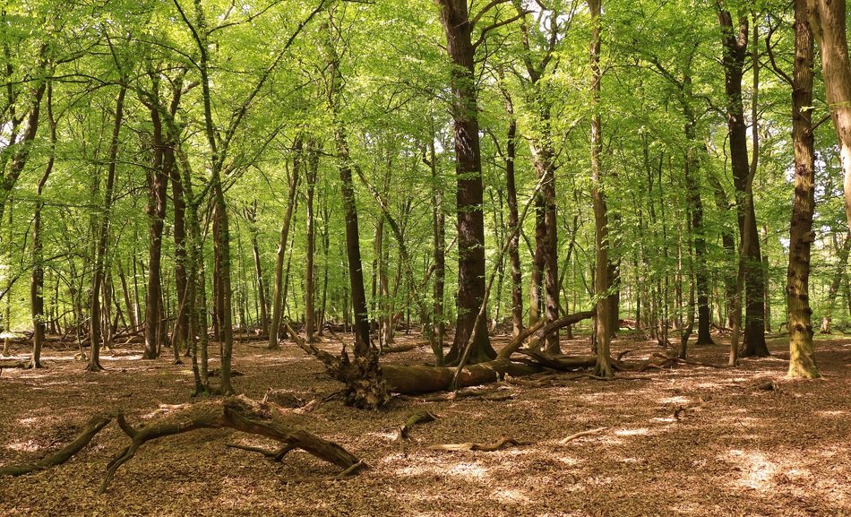 Picture of the Beech Woods