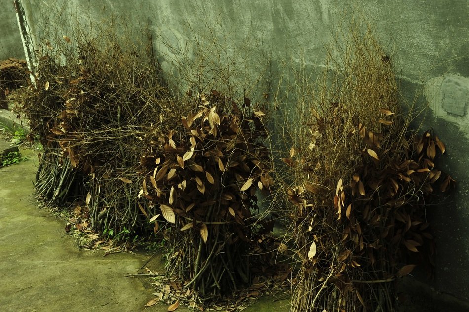 natural born plant at Farmyard scene
